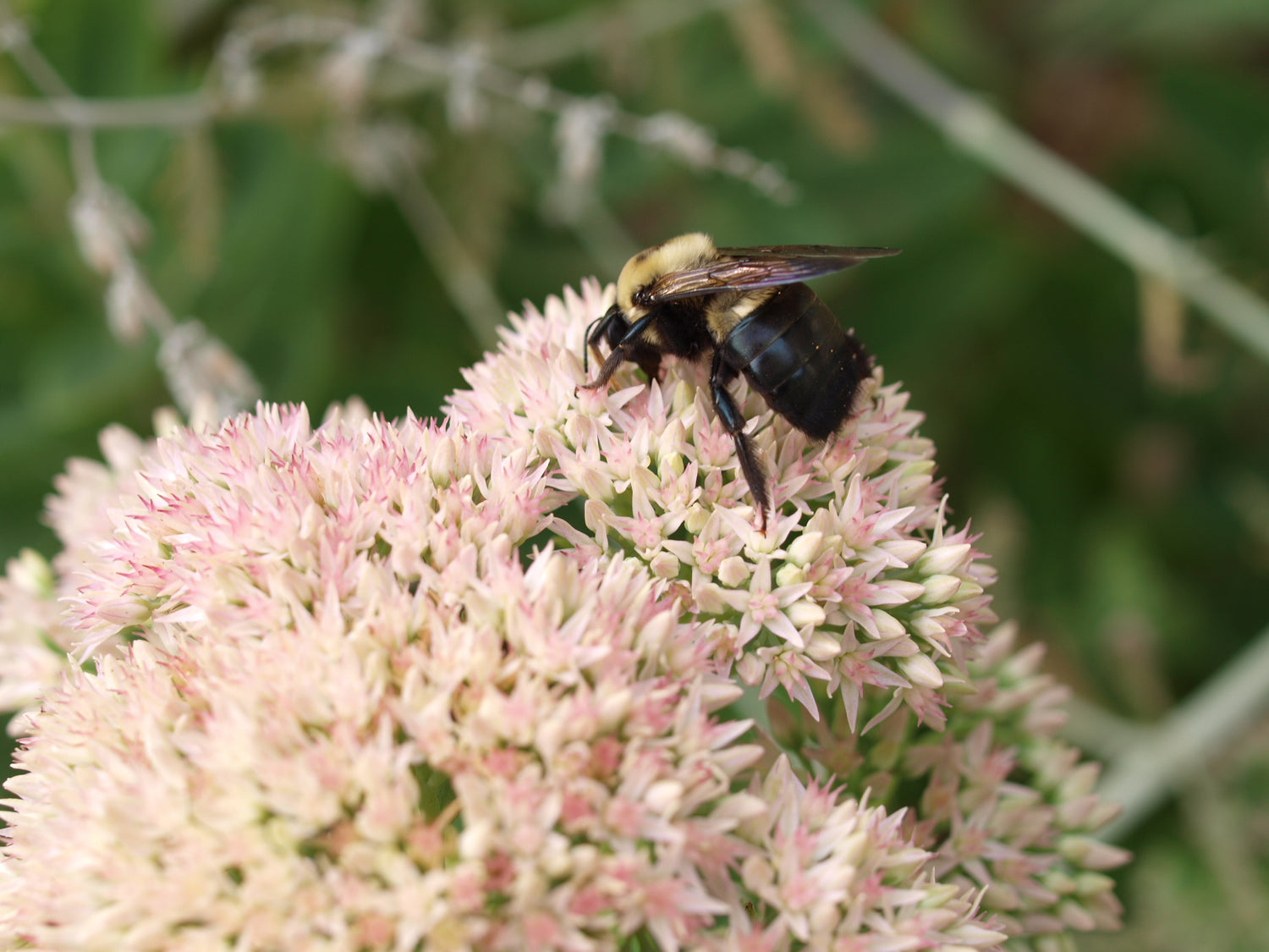 Fall is the Time to Fill Carpenter Bee Holes