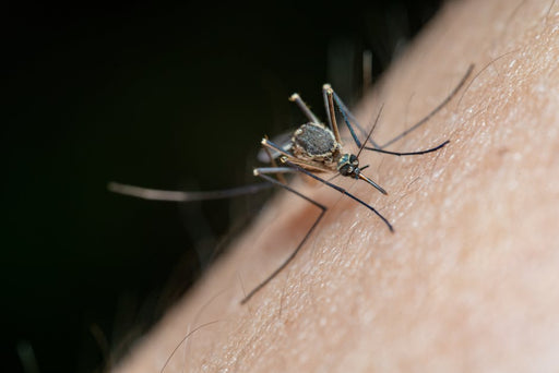 8 Reasons to Switch to Natural Mosquito Repellents