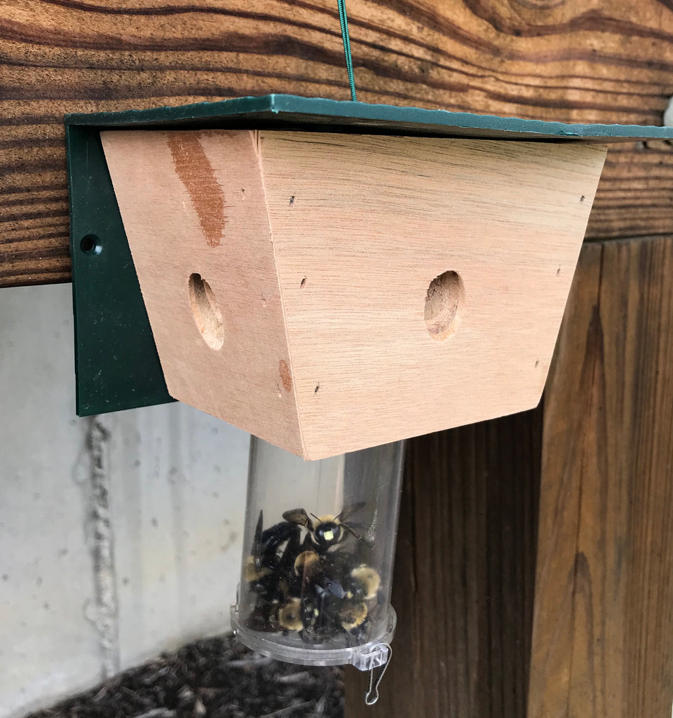 Most Effective Time to Install a Carpenter Bee Trap
