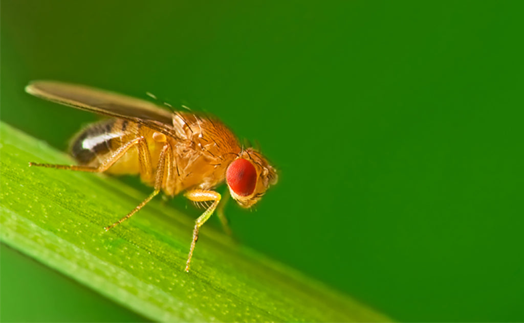 Best Natural Gnat Deterrents: Natural Gnat Traps & Prevention