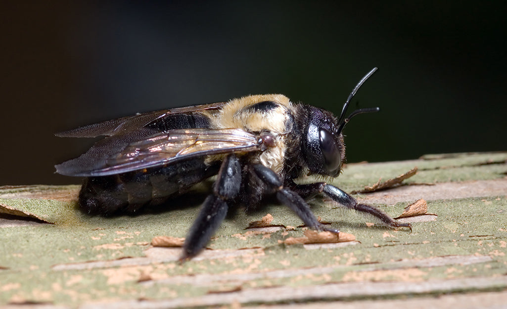 Why Are Bees Drilling Holes in My Wood Siding?