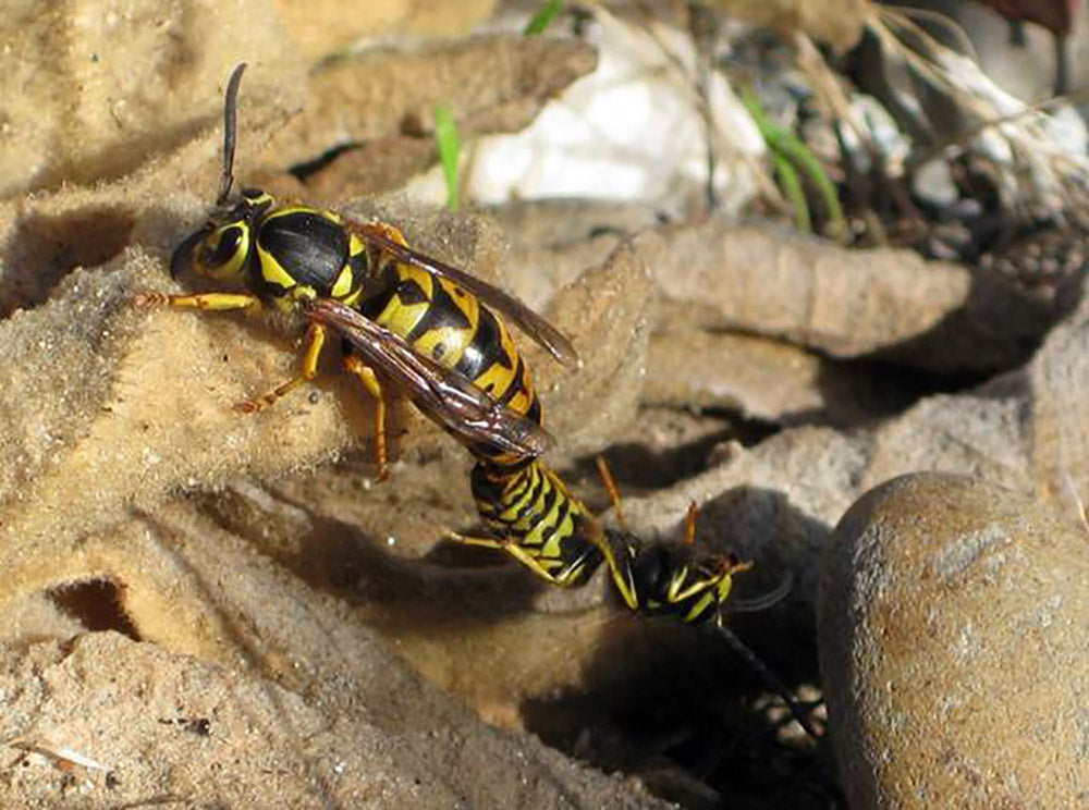 Reproduction Cycle of Wasps