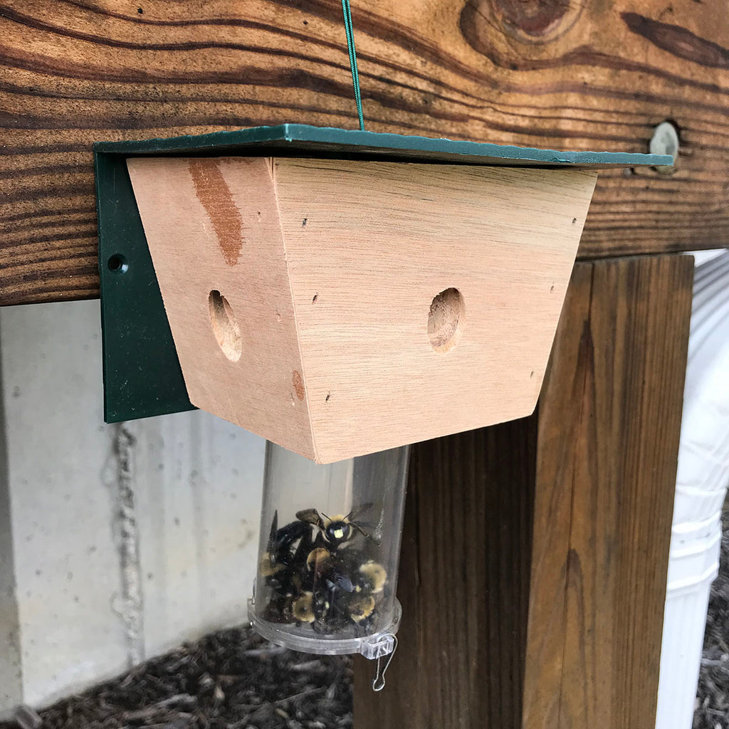 When Should I Replace My Carpenter Bee Traps?