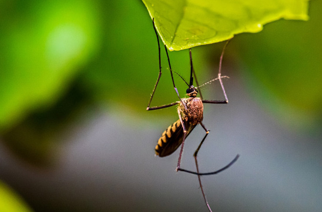 When Do Mosquitoes Come Out & Go Away?