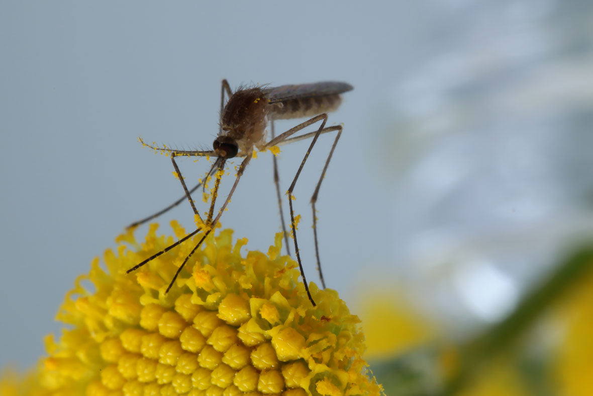 What are the benefits of mosquitoes?