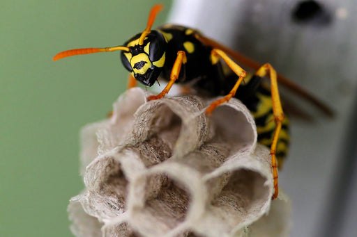 How to Get Rid of Wasps