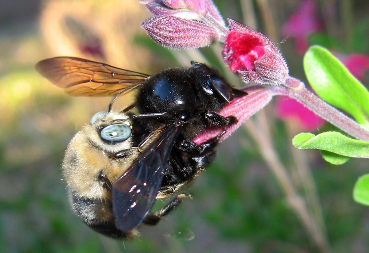 Carpenter Bee Babies & Eggs - Identification for Early Treatment