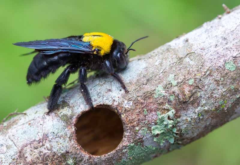 How to Make Carpenter Bee Repellent at Home