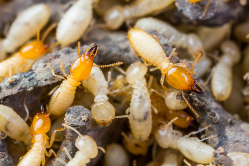 How to Identify & Treat Your Wood for Wood Eating Insects