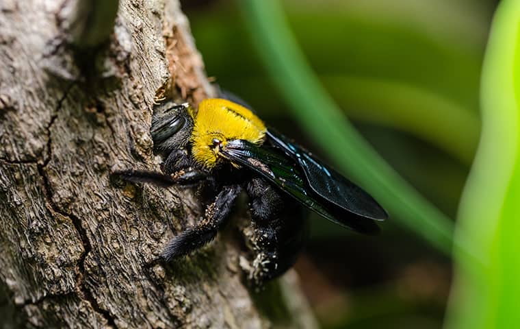 Popular Nicknames for Carpenter Bees