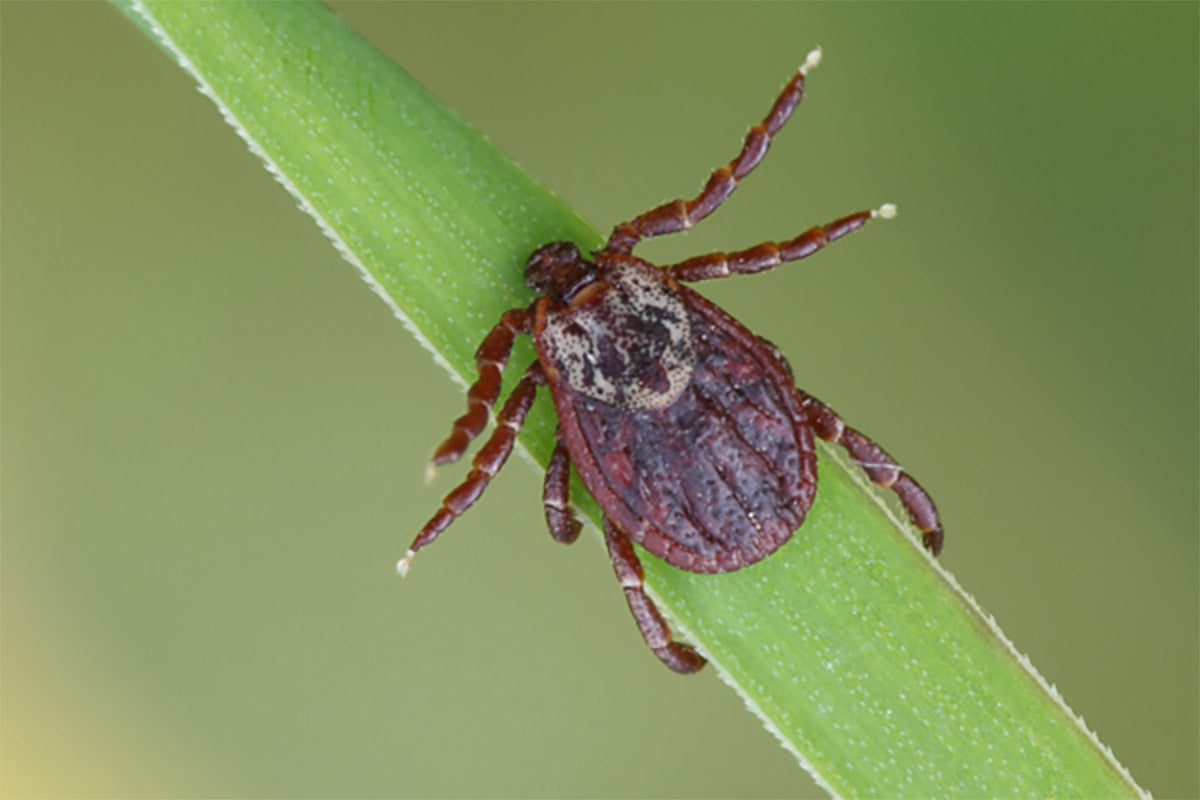 Natural Ways to Keep Ticks Away