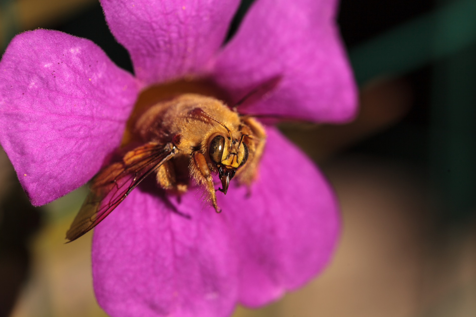 Black Bees Found in California