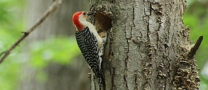 Why Is a Woodpecker Pecking on My House?