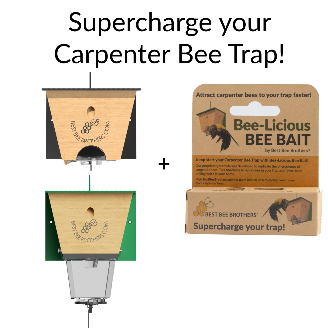 Carpenter Bee Licious Bait