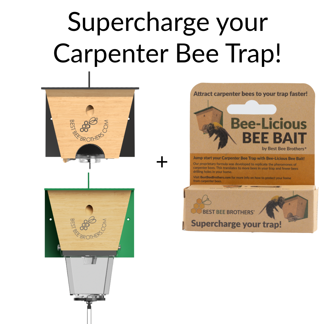 Bee-Licious Bee Bait 2 Pack