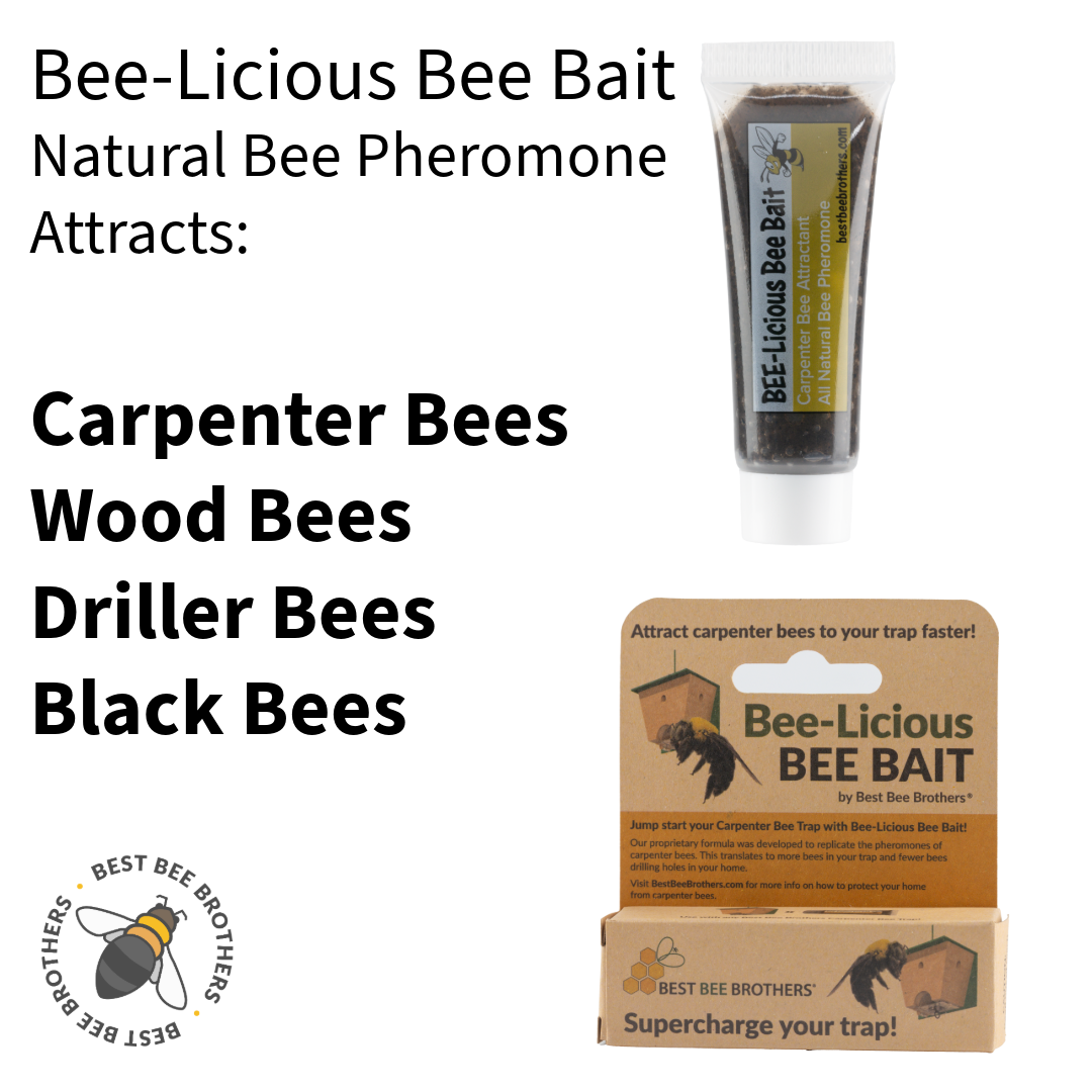 Carpenter Bee Licious Bait