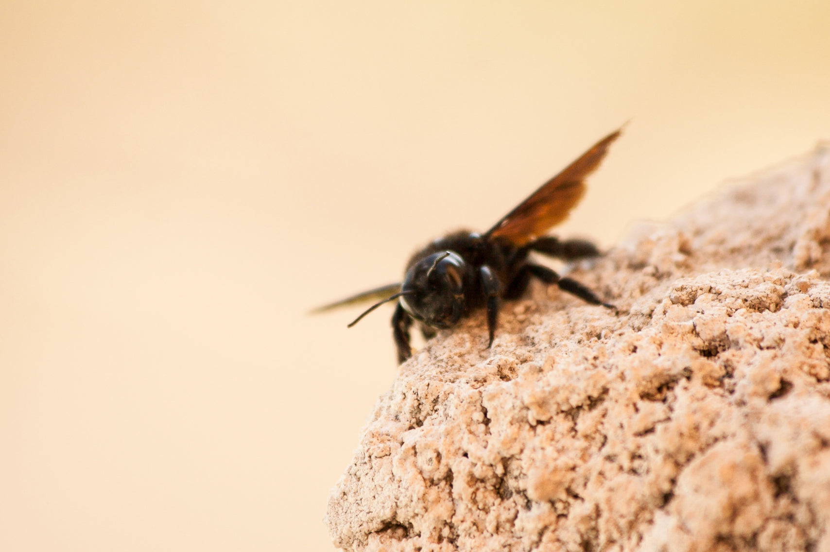 image of a bee