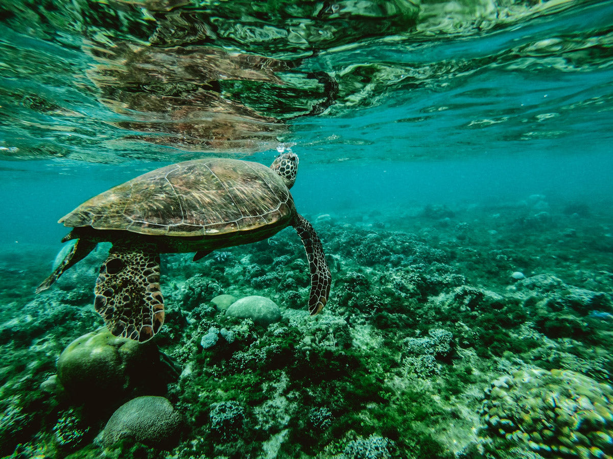 Image of a turtle in a pollution free ocean