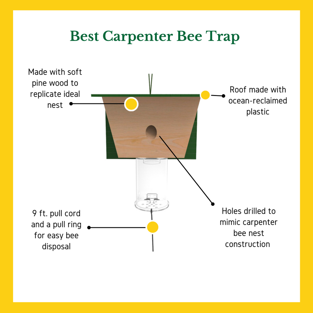 Why Bee Traps Aren't Your Best Option